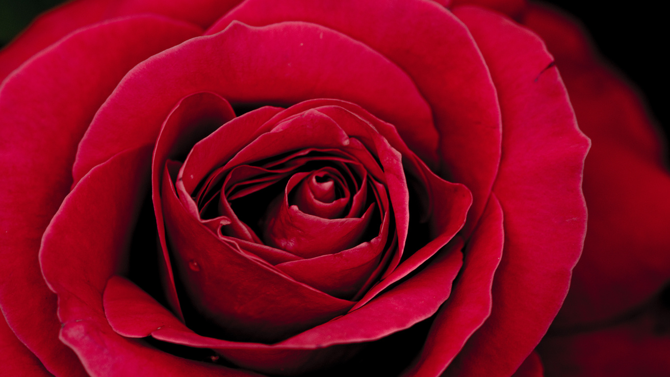 Red Rose in Bloom Close up Photo. Wallpaper in 1366x768 Resolution