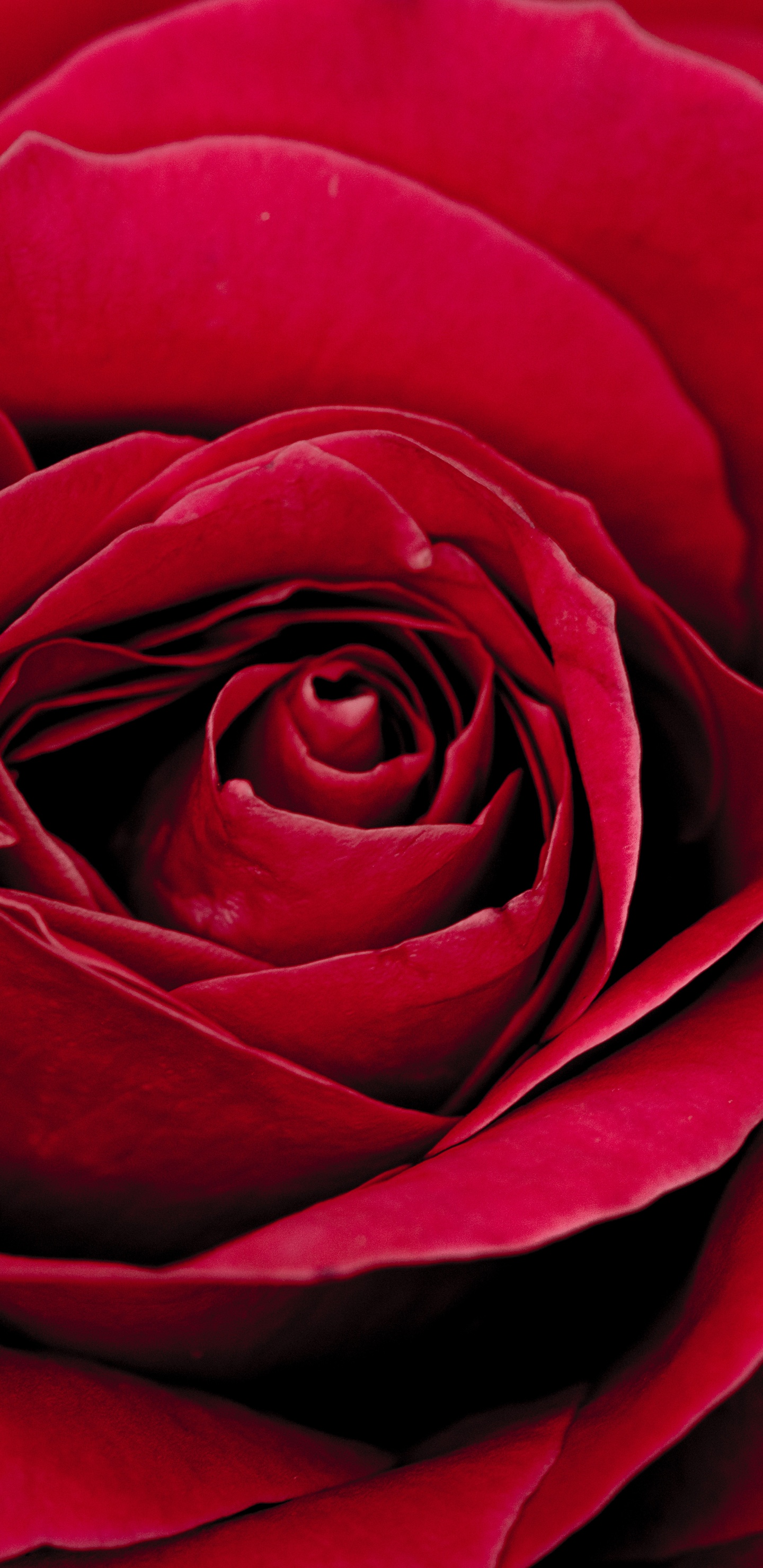 Red Rose in Bloom Close up Photo. Wallpaper in 1440x2960 Resolution
