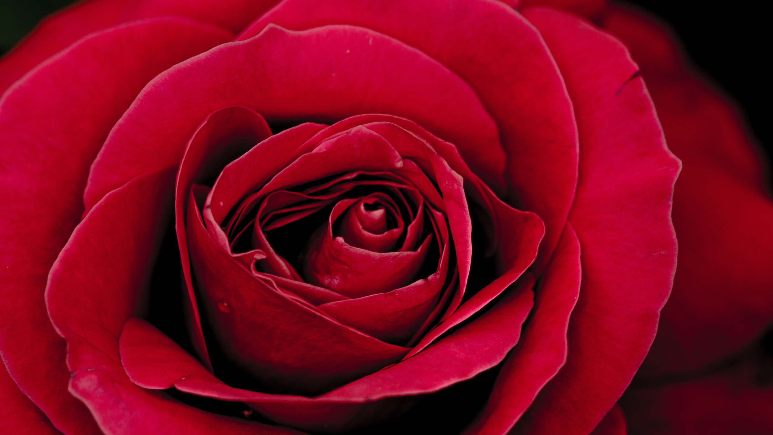 Red Rose in Bloom Close up Photo. Wallpaper in 2560x1440 Resolution