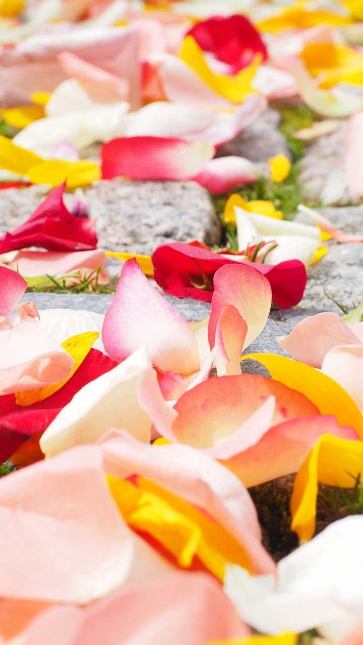 Rosa Und Weiße Blütenblätter Auf Dem Boden. Wallpaper in 720x1280 Resolution