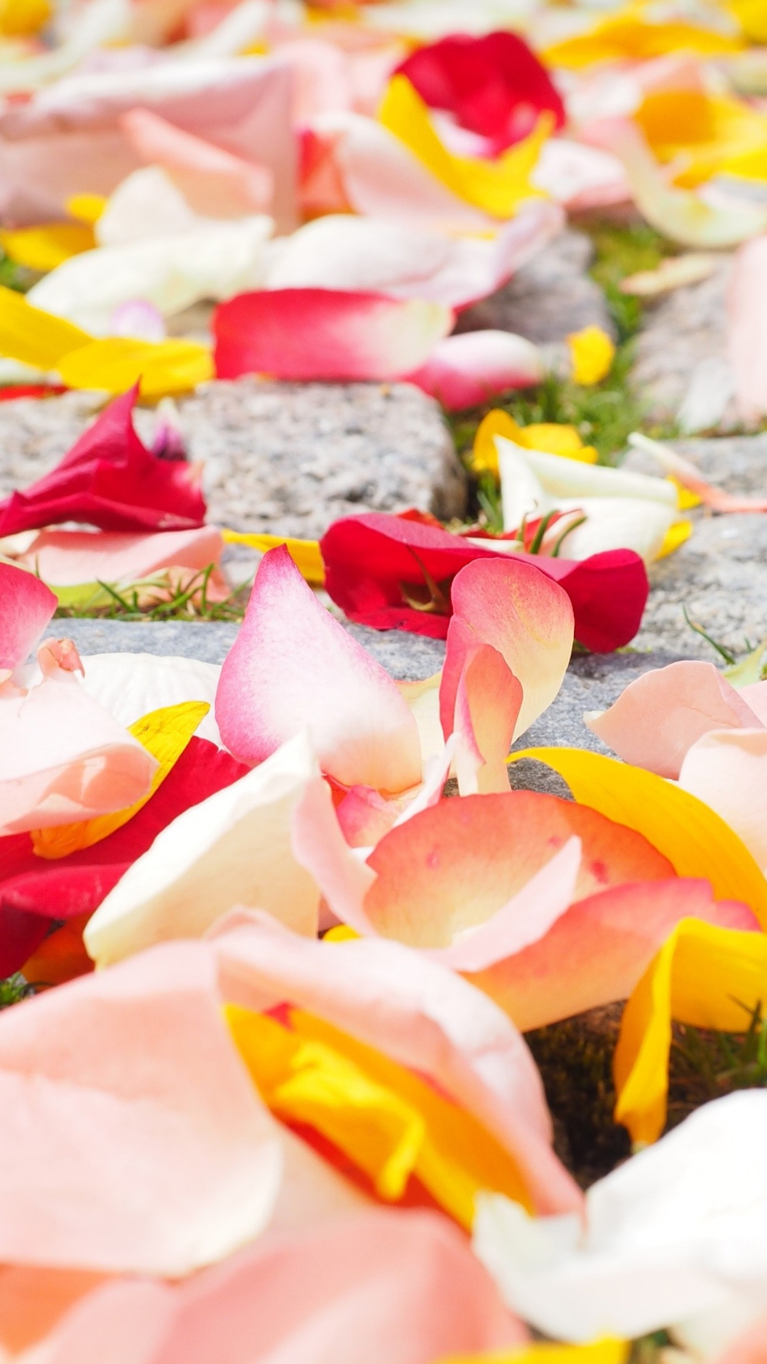 Pink and White Petals on Ground. Wallpaper in 1080x1920 Resolution