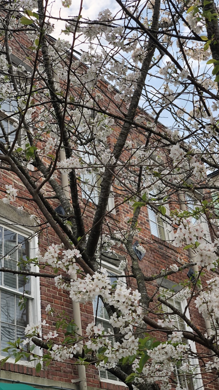 Baum, Fenster, Dach, Branch, Zweig. Wallpaper in 720x1280 Resolution