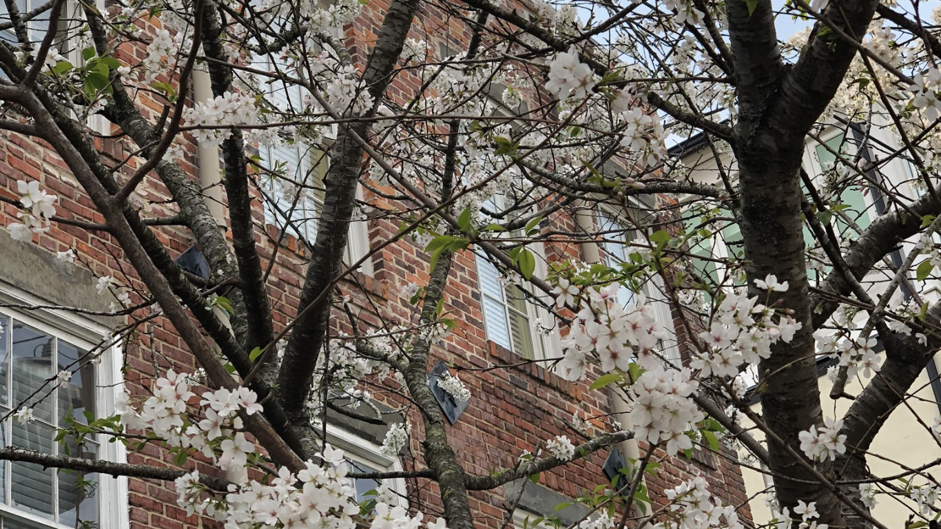 Tree, Window, Roof, Branch, Twig. Wallpaper in 1366x768 Resolution