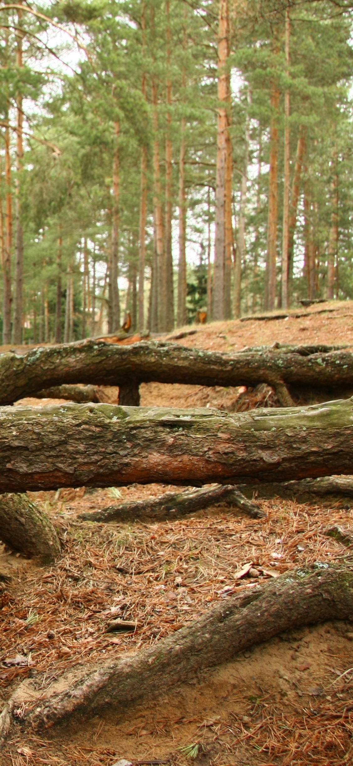 Brown Tree Log on Brown Soil. Wallpaper in 1125x2436 Resolution