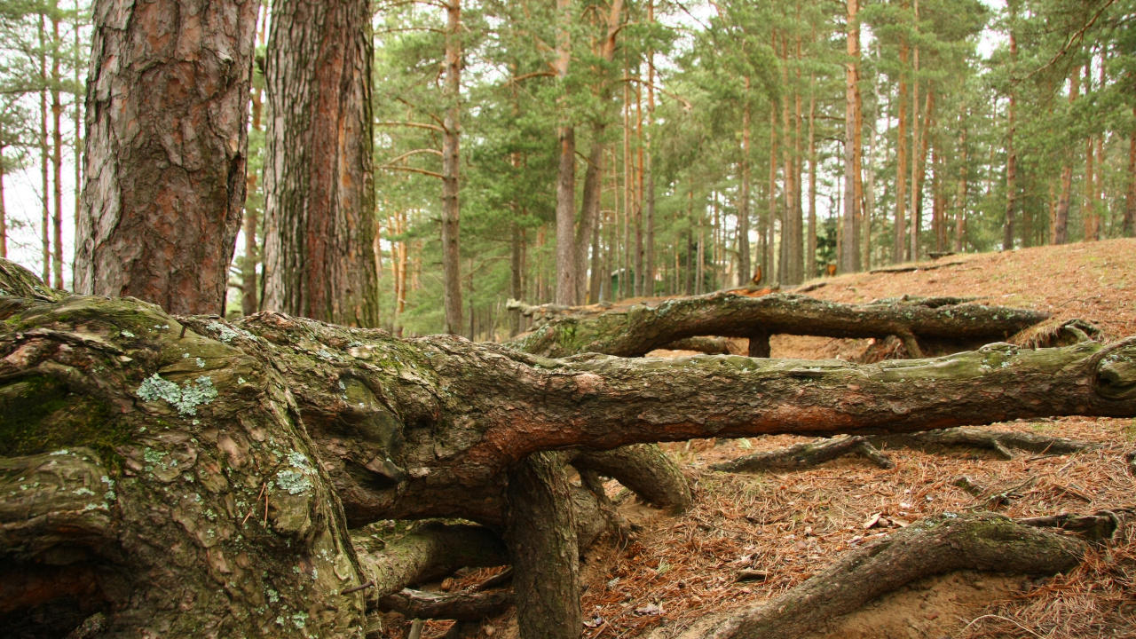 Brown Tree Log on Brown Soil. Wallpaper in 1280x720 Resolution