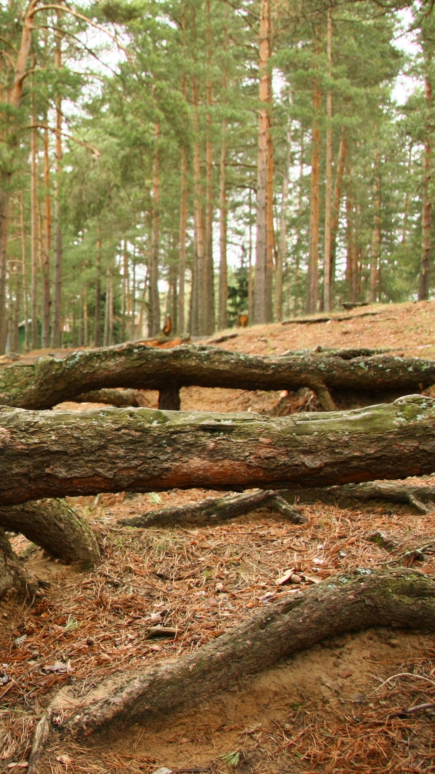 Brown Tree Log on Brown Soil. Wallpaper in 1440x2560 Resolution