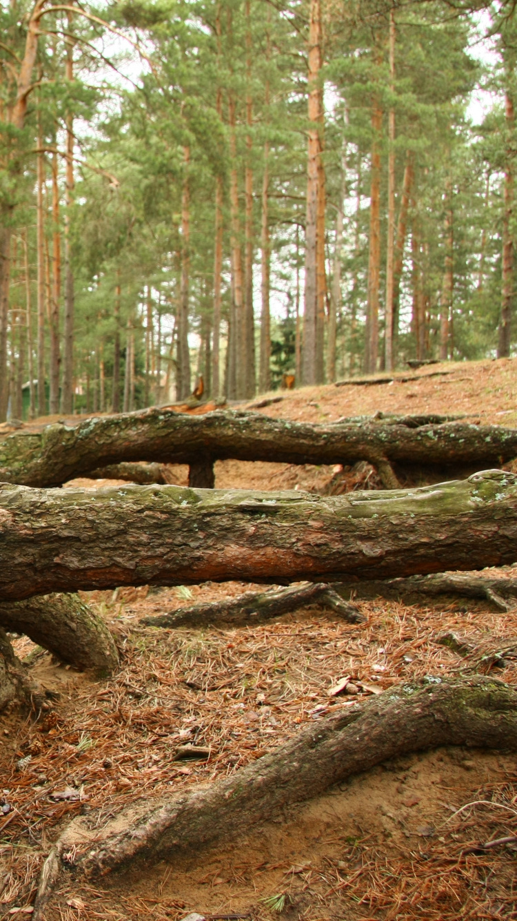 Brown Tree Log on Brown Soil. Wallpaper in 750x1334 Resolution