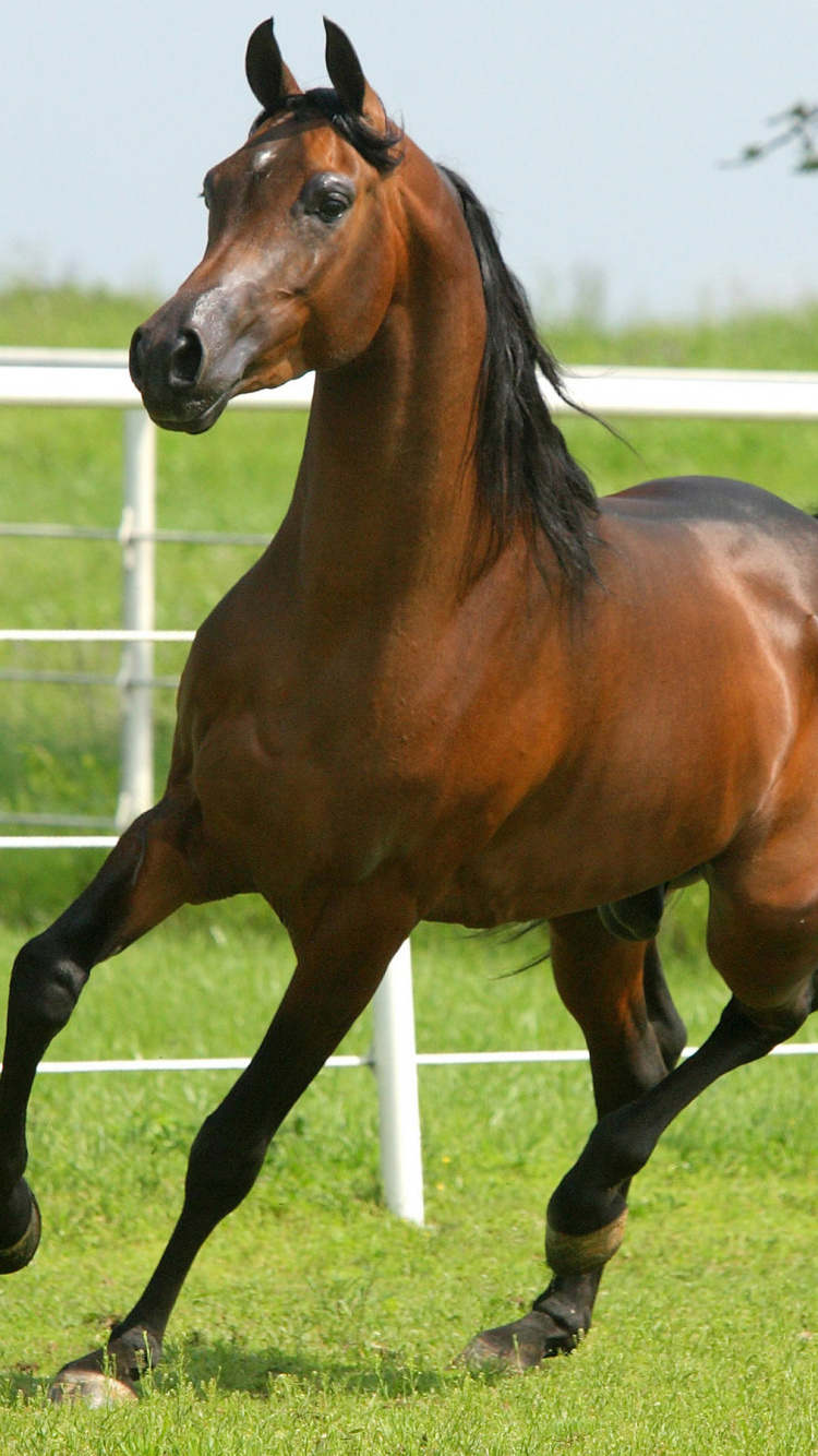 Cheval Brun Sur Terrain D'herbe Verte Pendant la Journée. Wallpaper in 750x1334 Resolution