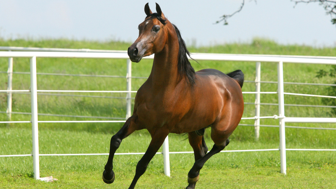 Brown Horse on Green Grass Field During Daytime. Wallpaper in 1280x720 Resolution
