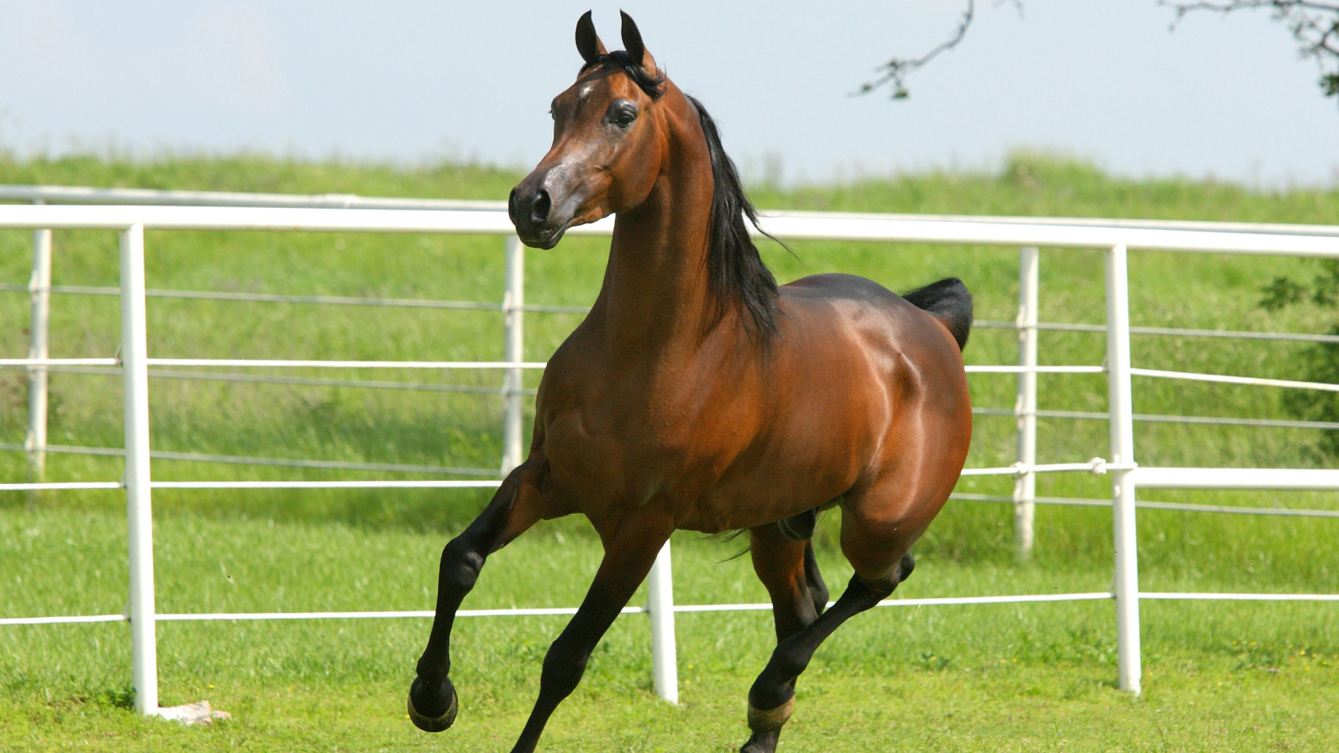 Brown Horse on Green Grass Field During Daytime. Wallpaper in 1920x1080 Resolution