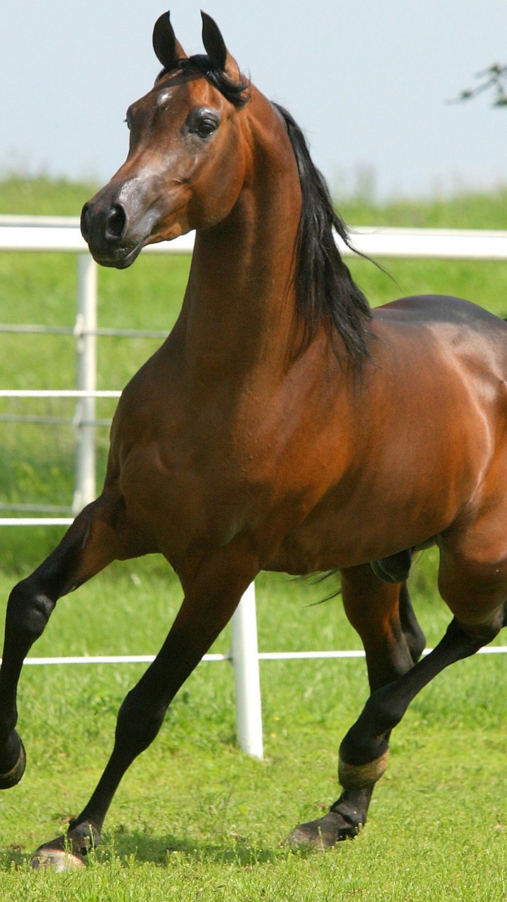 Brown Horse on Green Grass Field During Daytime. Wallpaper in 720x1280 Resolution