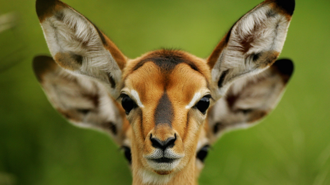 Braune Und Weiße Giraffe Auf Grünem Grasfeld Tagsüber. Wallpaper in 1280x720 Resolution