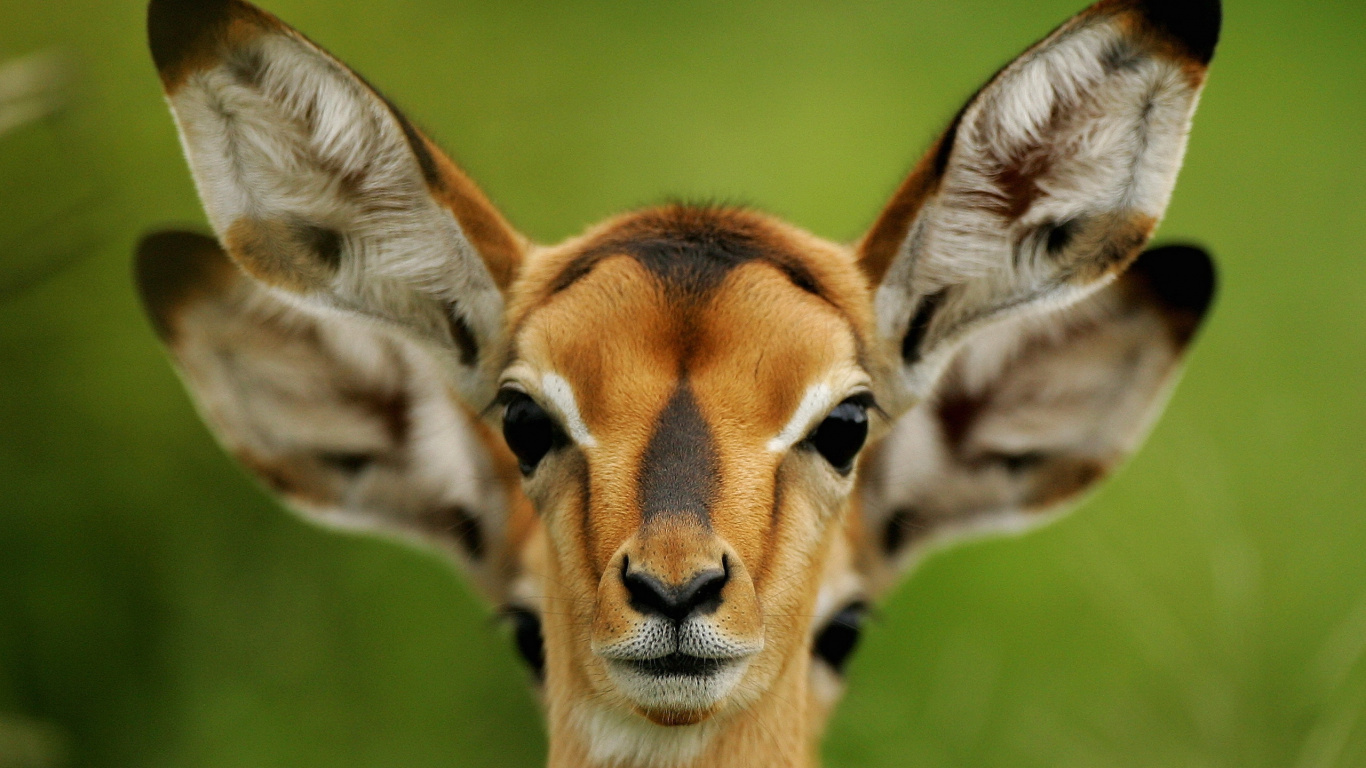 Braune Und Weiße Giraffe Auf Grünem Grasfeld Tagsüber. Wallpaper in 1366x768 Resolution