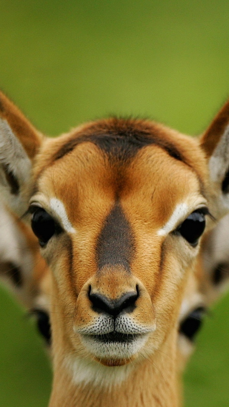 Braune Und Weiße Giraffe Auf Grünem Grasfeld Tagsüber. Wallpaper in 750x1334 Resolution