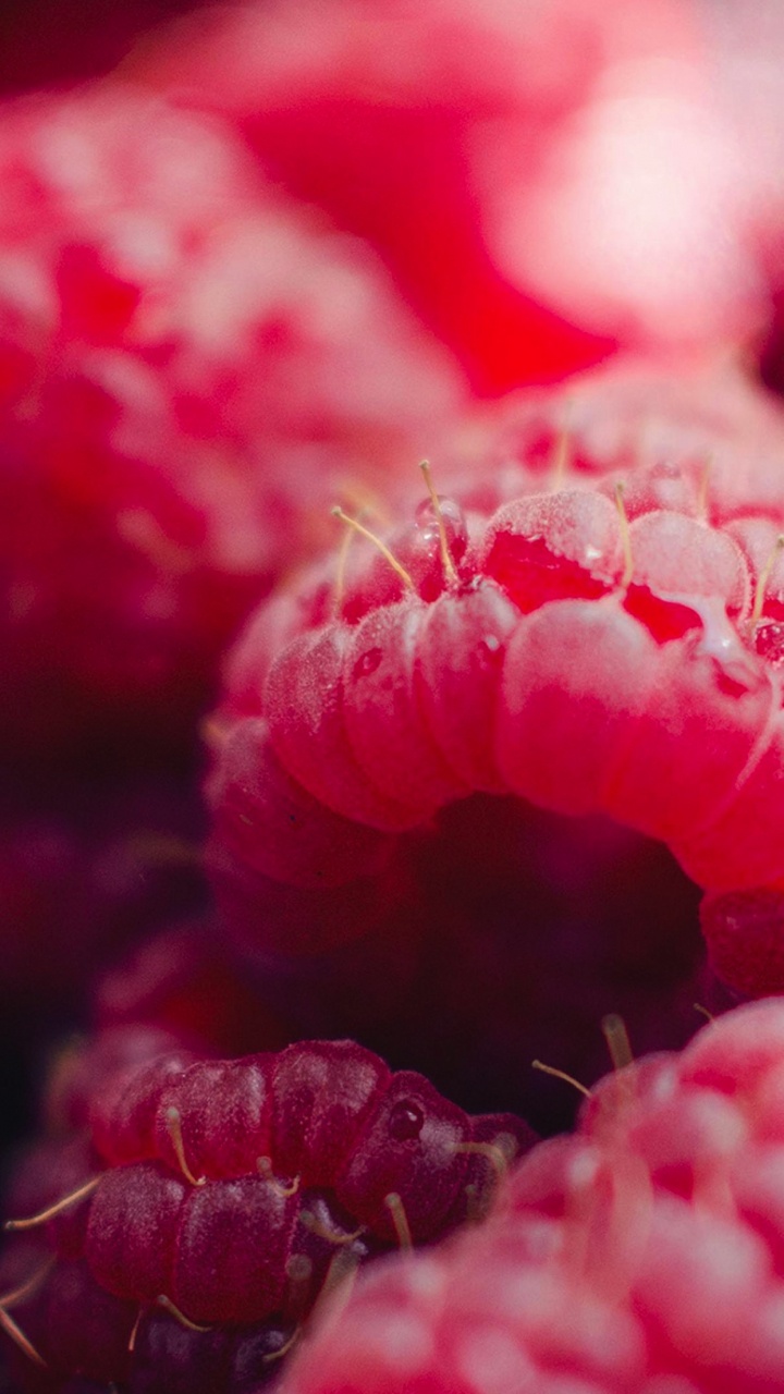 Fleur Rose en Objectif Macro. Wallpaper in 720x1280 Resolution