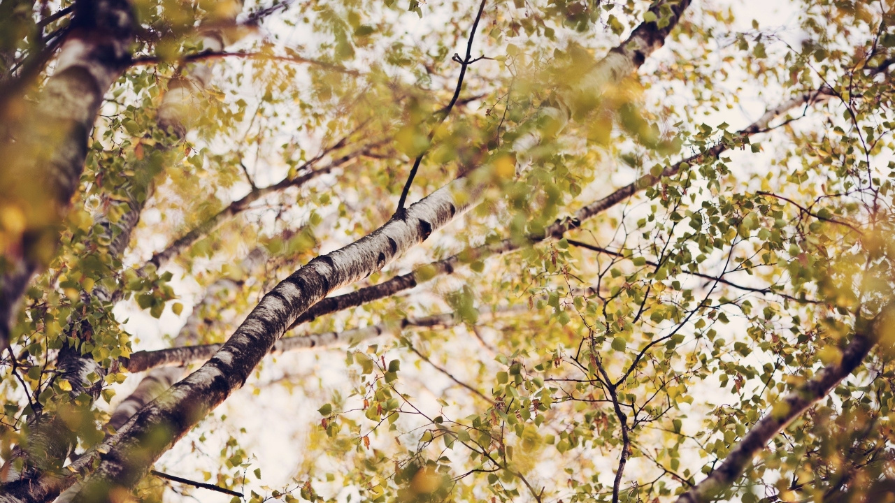 Photographie à Faible Angle D'un Arbre à Feuilles Vertes Pendant la Journée. Wallpaper in 1280x720 Resolution