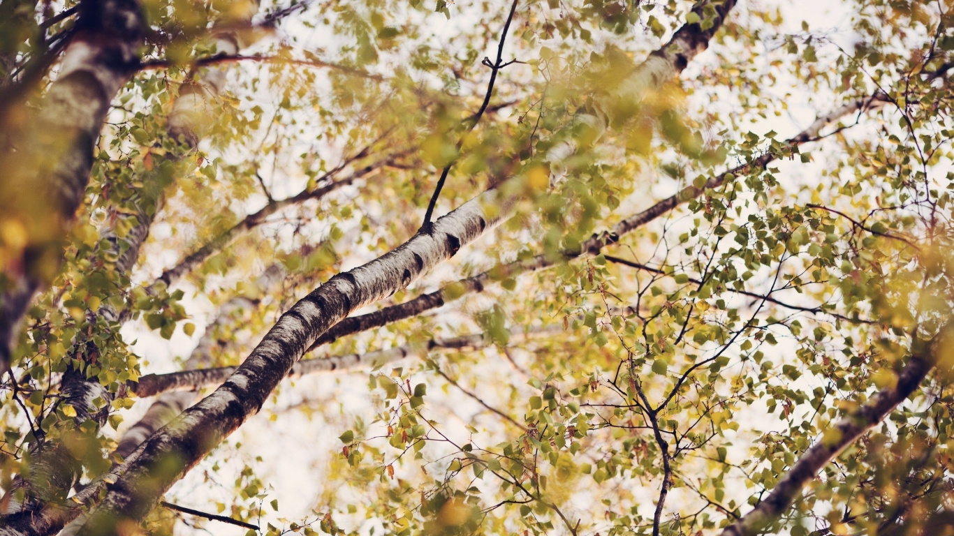 Fotografía de Ángulo Bajo de Árbol de Hoja Verde Durante el Día. Wallpaper in 1366x768 Resolution