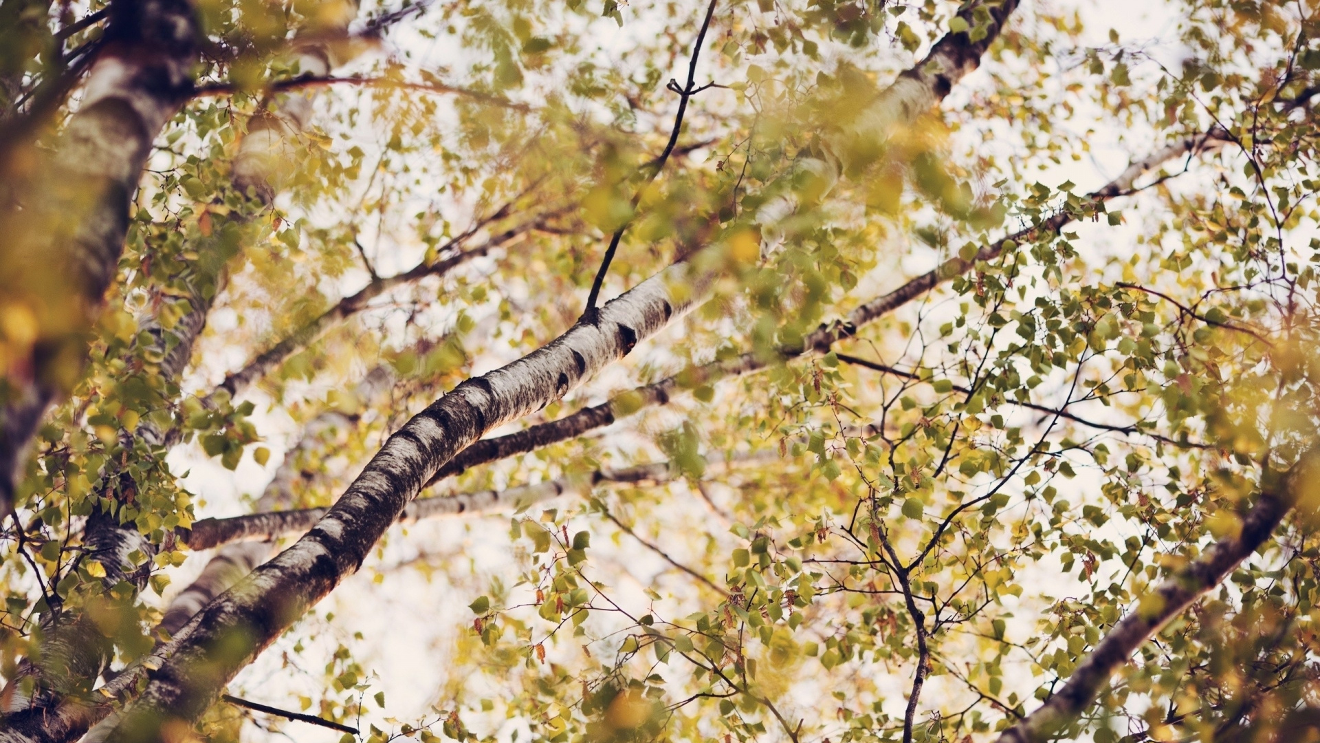 Birch, 树枝, 性质, 林地, 落叶 壁纸 1920x1080 允许