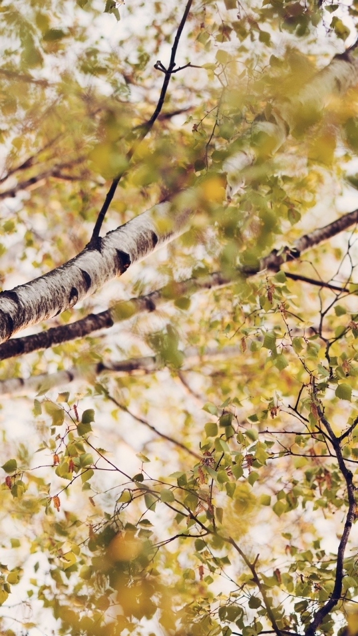 Birch, 树枝, 性质, 林地, 落叶 壁纸 720x1280 允许