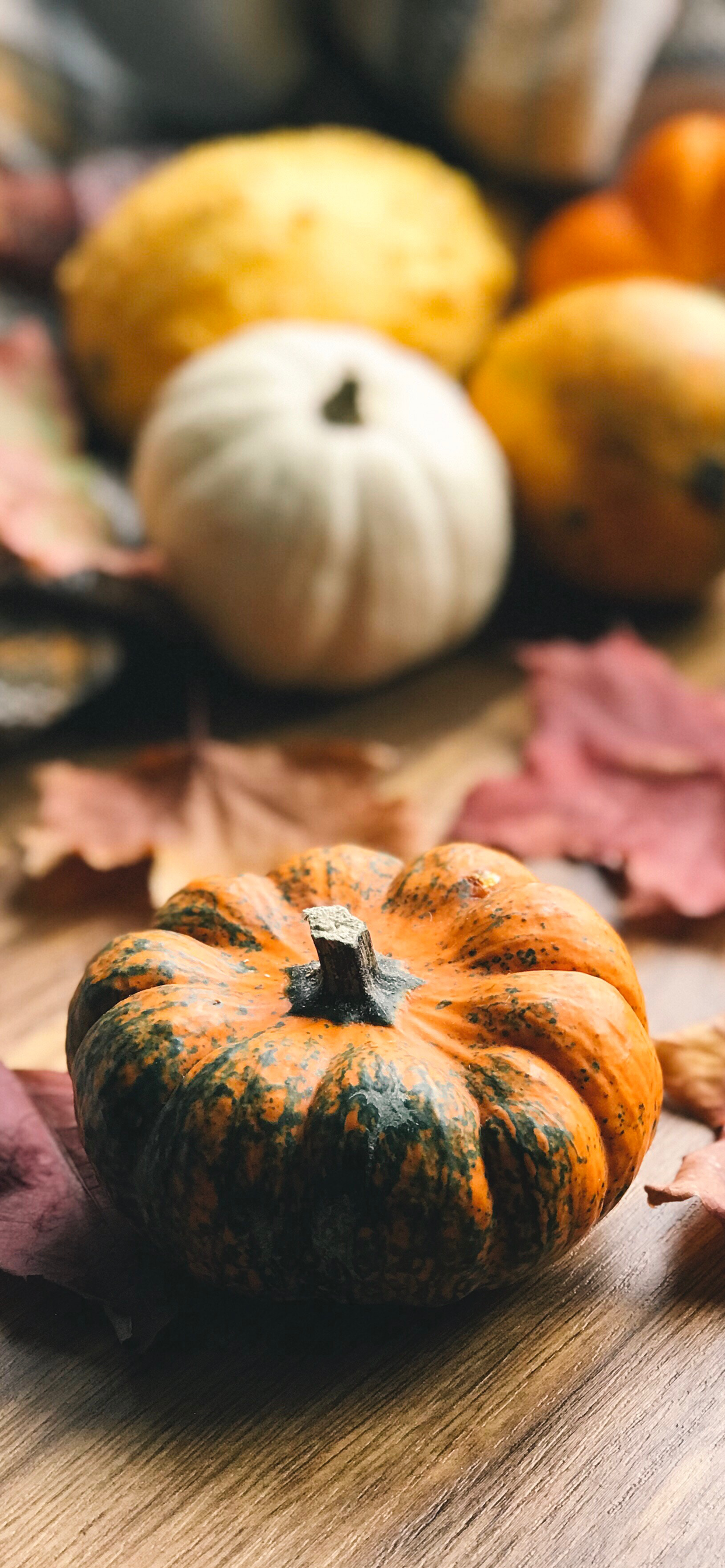 Gratitud de Acción de Gracias, Día de Acción de Gracias, Calabaza, Alimento, Cucurbita. Wallpaper in 1242x2688 Resolution