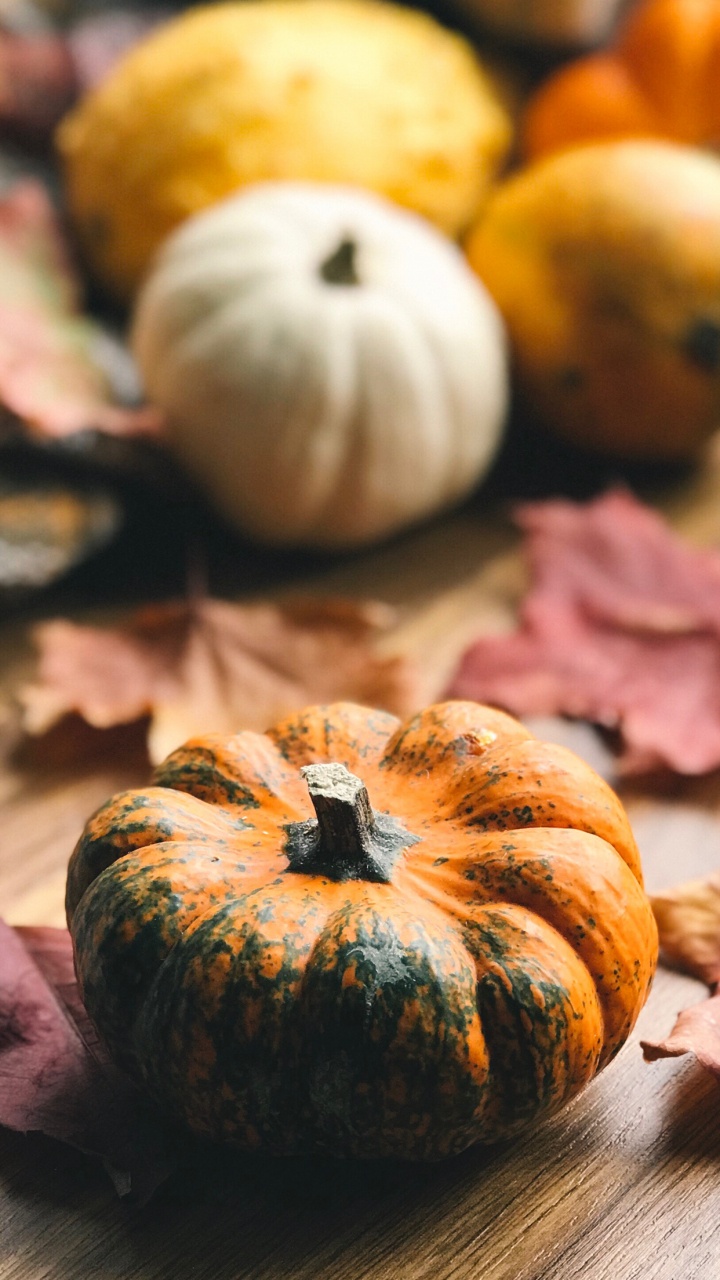 Gratitude de Grâce, Thanksgiving, Citrouille, Aliment, Cucurbita. Wallpaper in 720x1280 Resolution