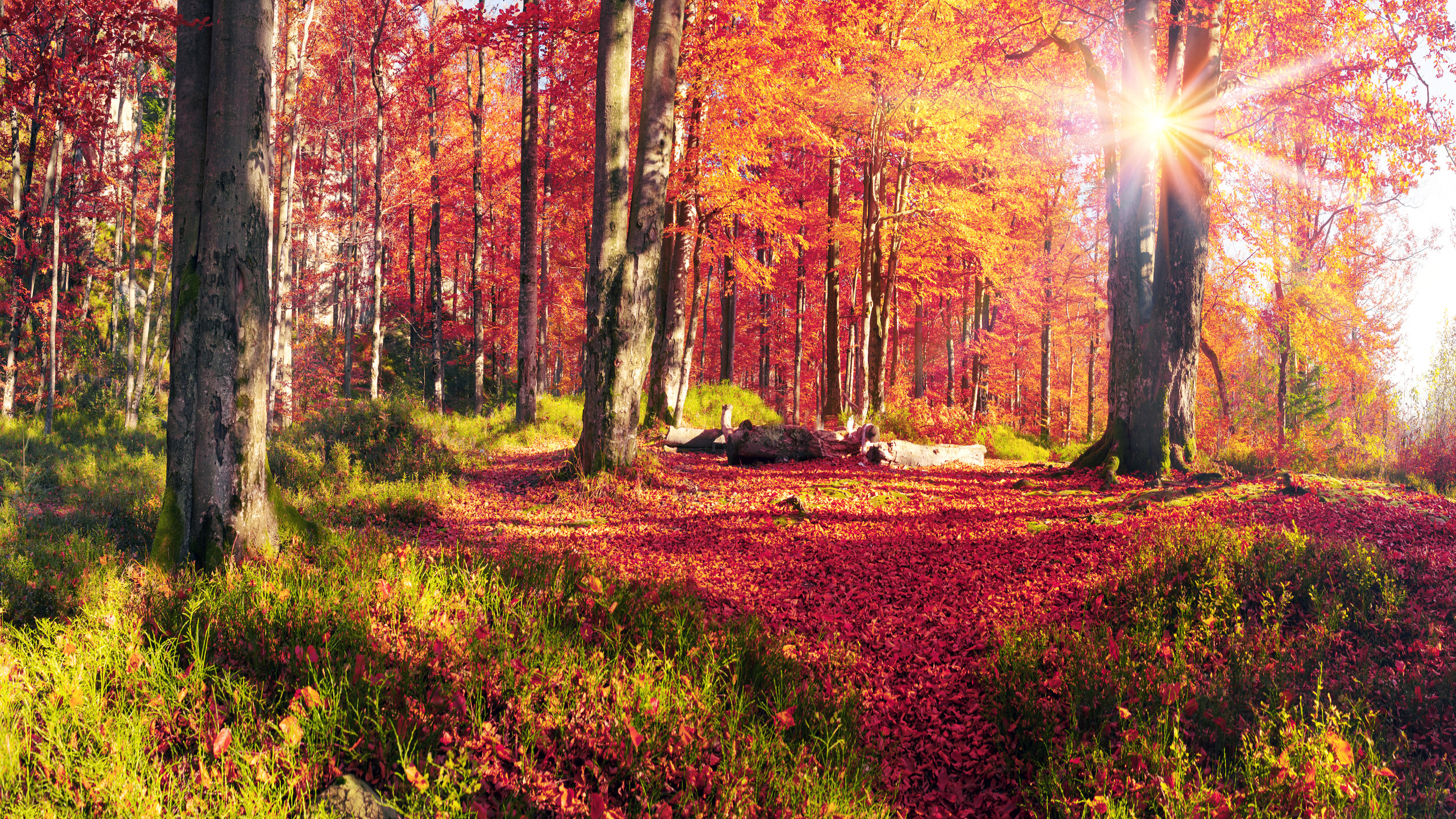 Arbres Bruns et Verts Sous un Ciel Blanc Pendant la Journée. Wallpaper in 2560x1440 Resolution