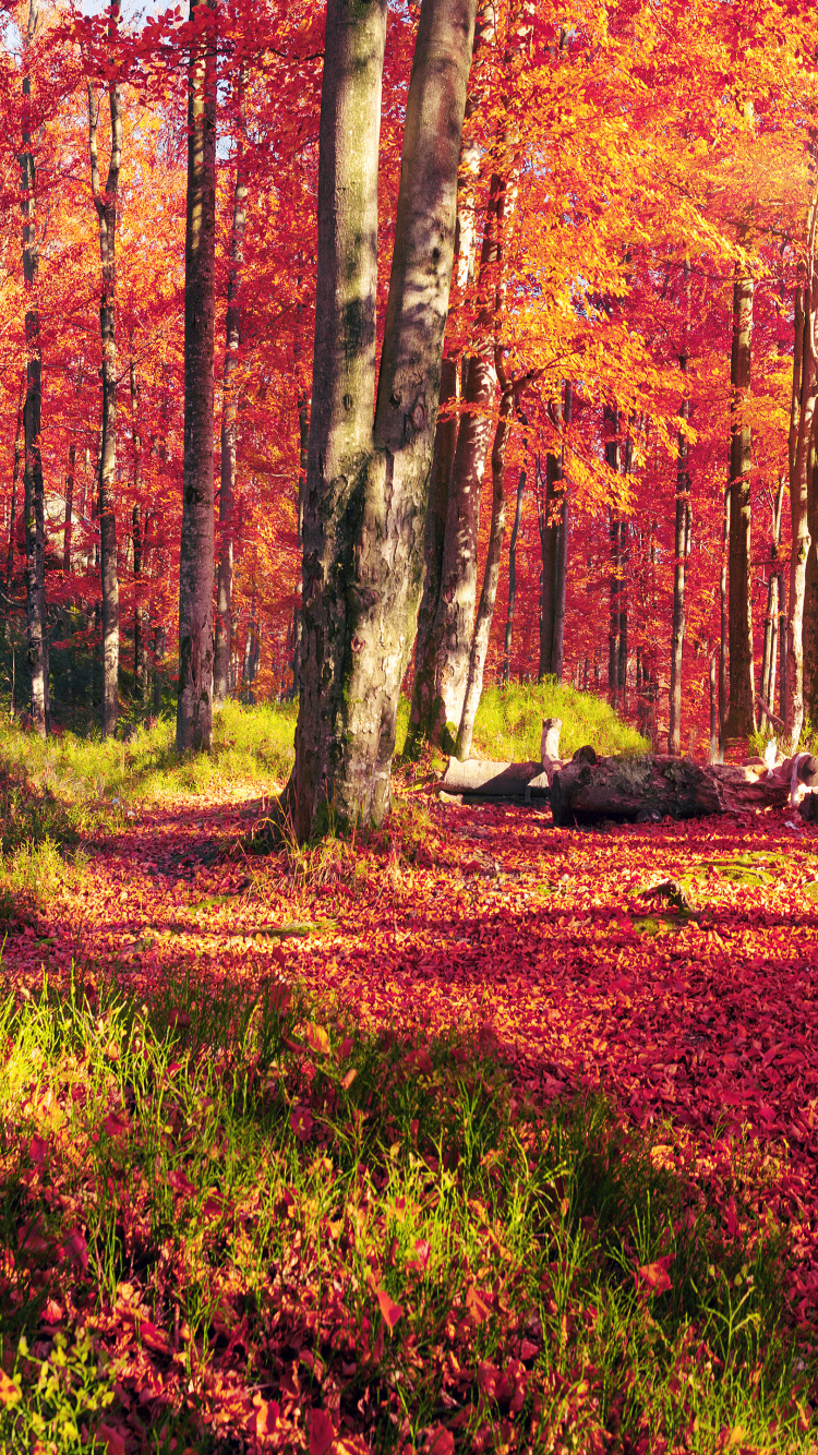 Brown and Green Trees Under White Sky During Daytime. Wallpaper in 750x1334 Resolution