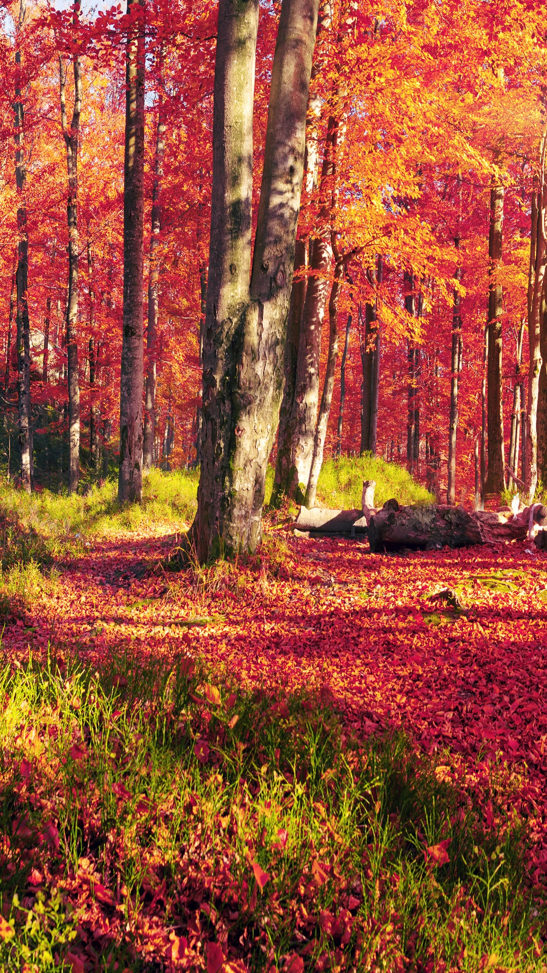 Tagsüber Braune Und Grüne Bäume Unter Weißem Himmel. Wallpaper in 1080x1920 Resolution