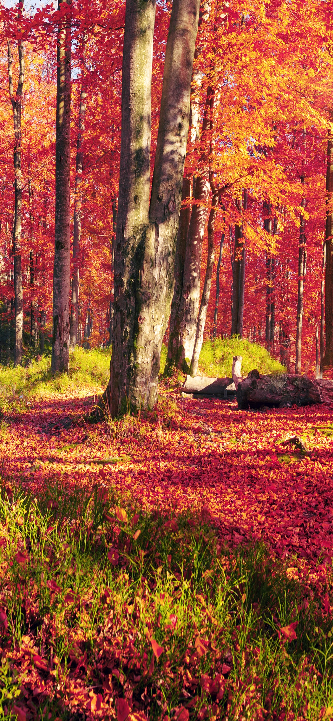 Tagsüber Braune Und Grüne Bäume Unter Weißem Himmel. Wallpaper in 1125x2436 Resolution