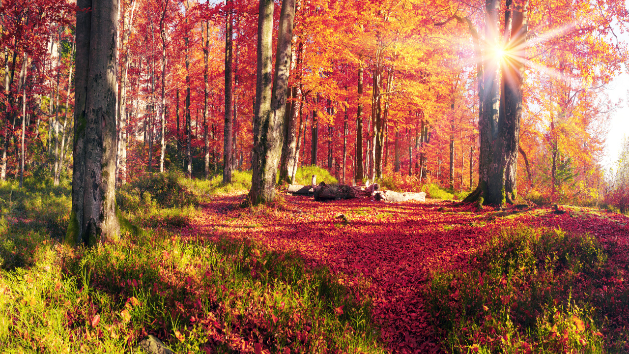 Tagsüber Braune Und Grüne Bäume Unter Weißem Himmel. Wallpaper in 1280x720 Resolution