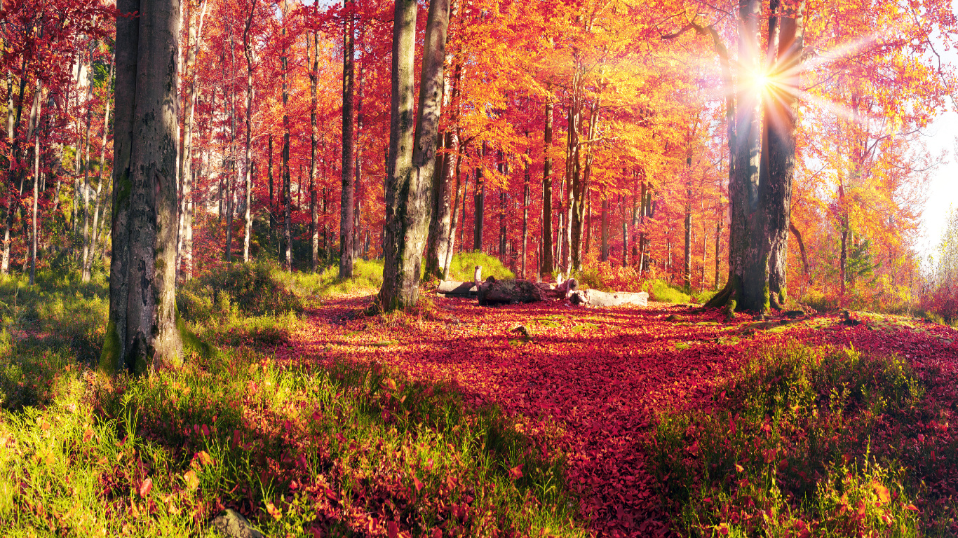 Tagsüber Braune Und Grüne Bäume Unter Weißem Himmel. Wallpaper in 1366x768 Resolution