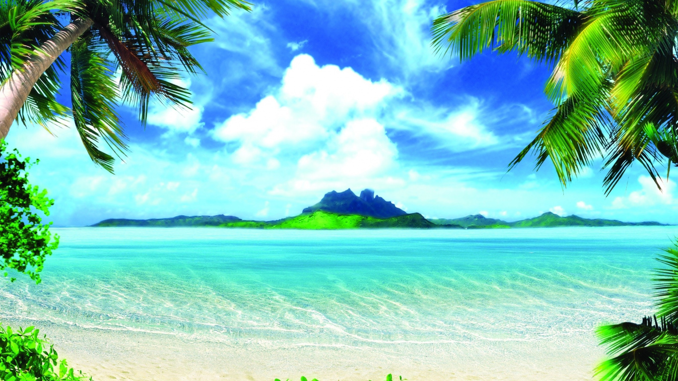 Cocotier Vert Près de la Mer Pendant la Journée. Wallpaper in 1366x768 Resolution