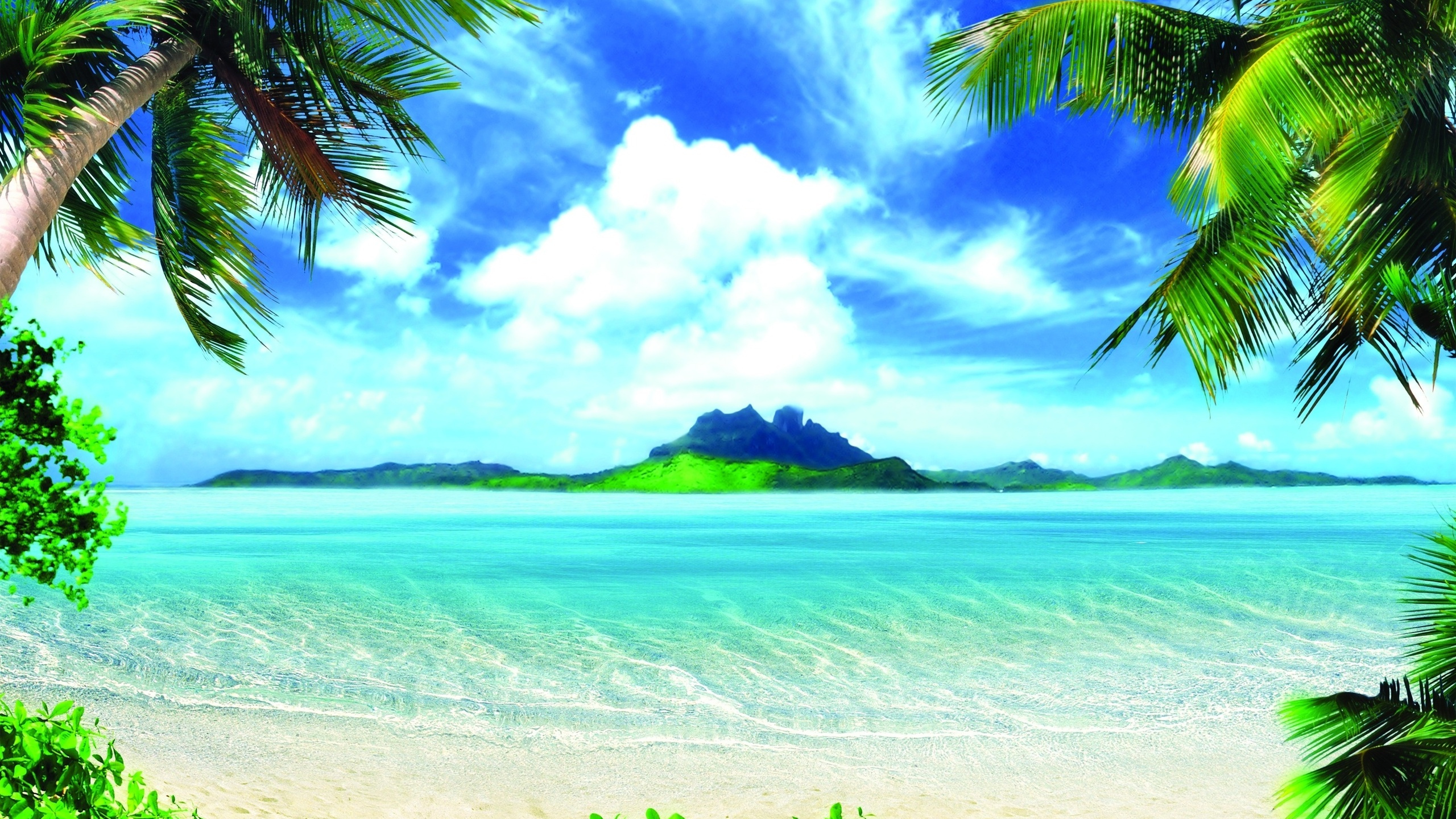 Cocotier Vert Près de la Mer Pendant la Journée. Wallpaper in 2560x1440 Resolution