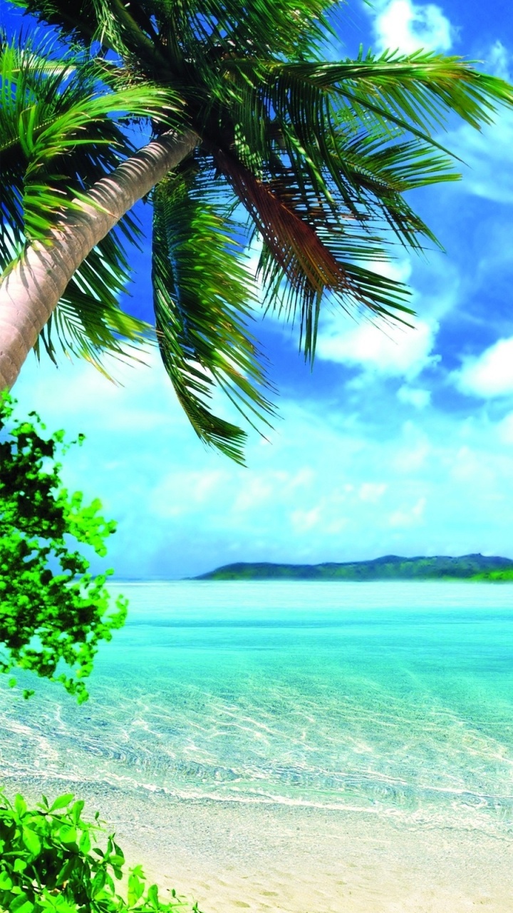 Cocotero Verde Cerca Del Mar Durante el Día. Wallpaper in 720x1280 Resolution