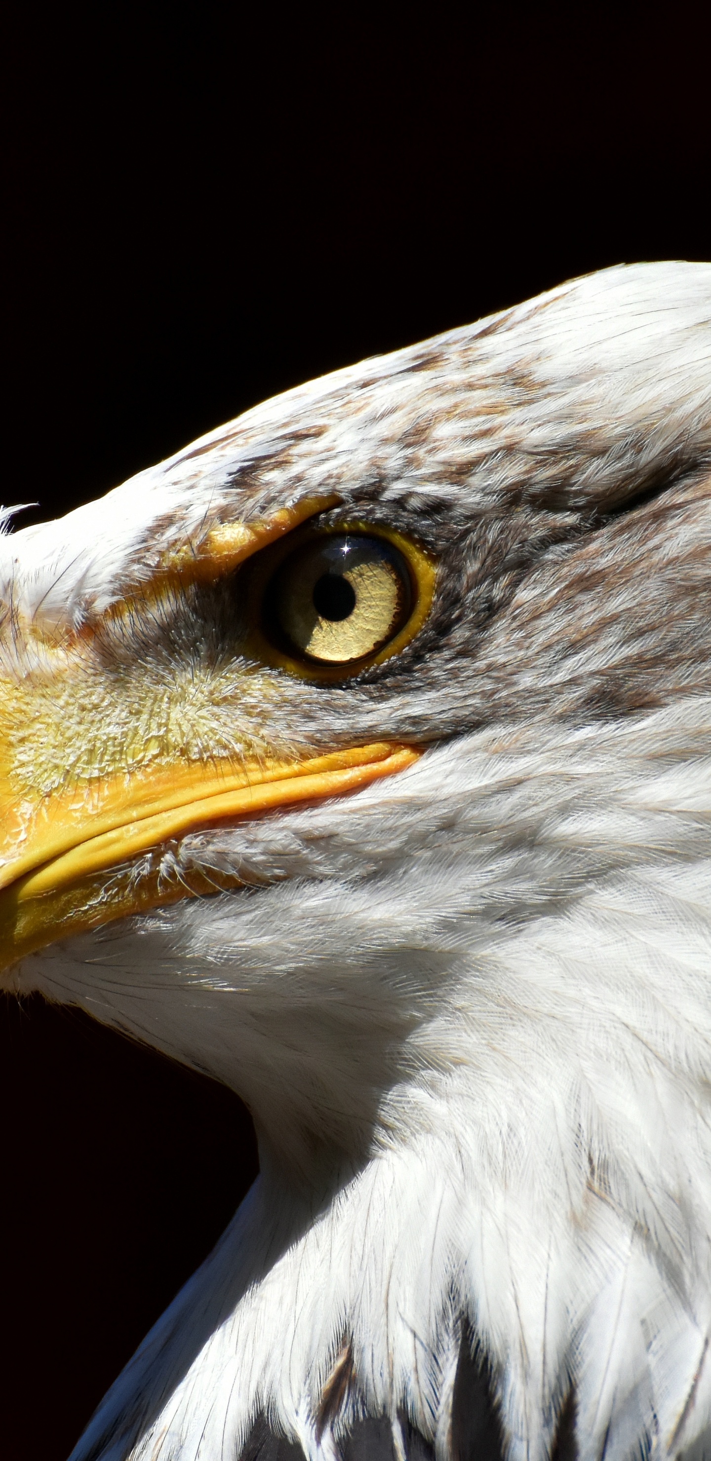 Tête D'aigle Blanche et Brune. Wallpaper in 1440x2960 Resolution
