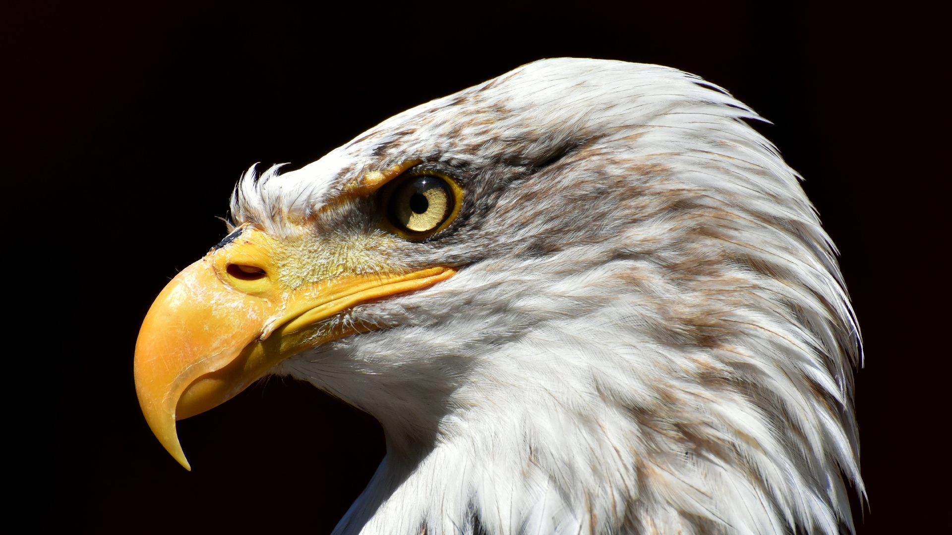 Tête D'aigle Blanche et Brune. Wallpaper in 1920x1080 Resolution