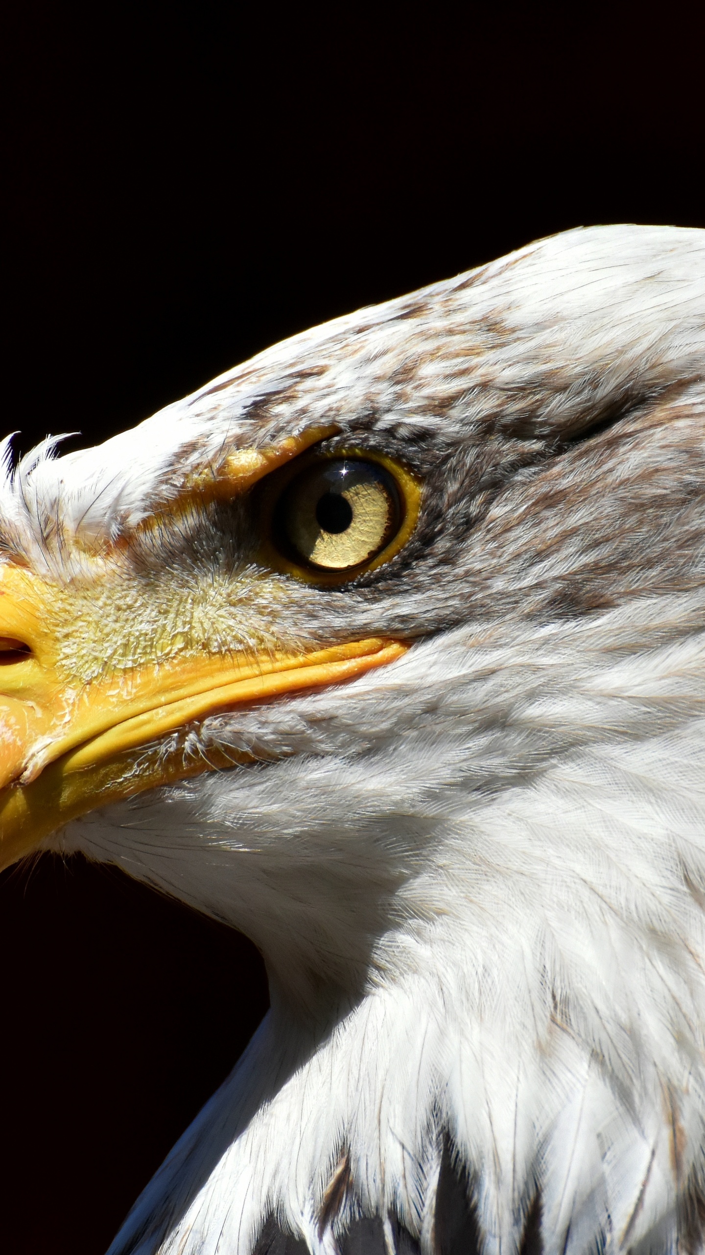 White and Brown Eagle Head. Wallpaper in 1440x2560 Resolution