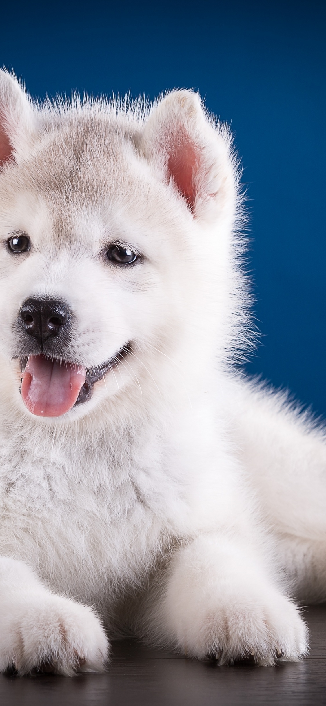 Weißer Siberian Husky Welpe Liegt Auf Dem Boden. Wallpaper in 1125x2436 Resolution
