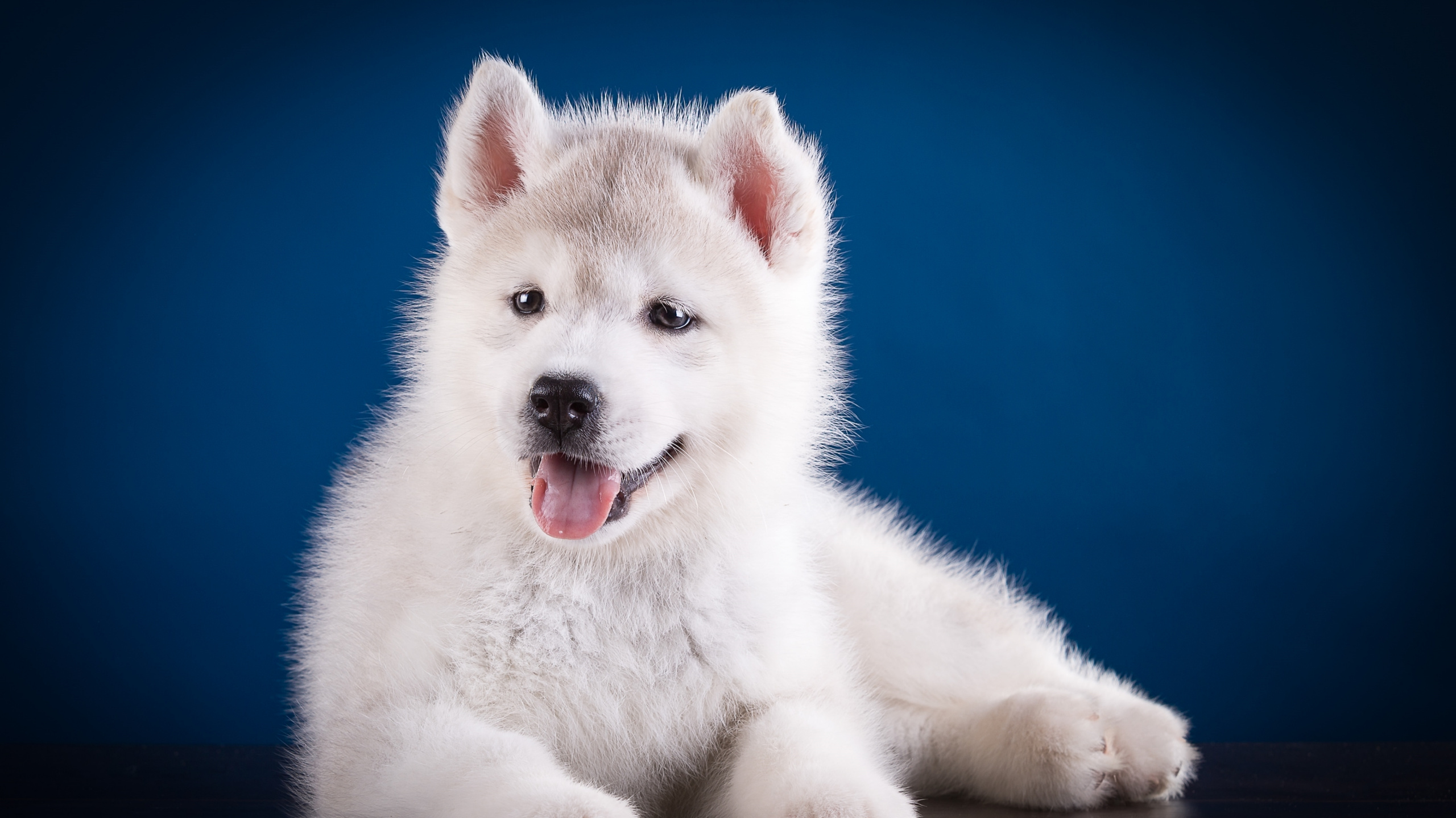 Weißer Siberian Husky Welpe Liegt Auf Dem Boden. Wallpaper in 2560x1440 Resolution