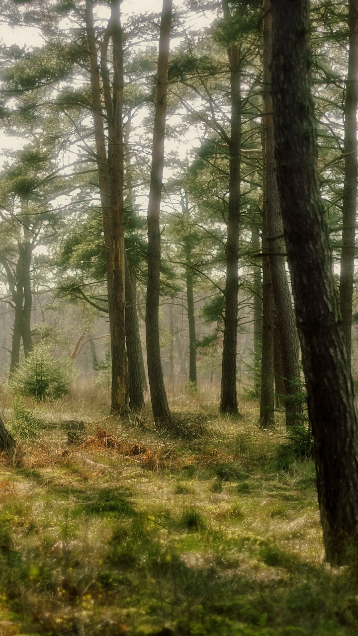 Green and Brown Trees During Daytime. Wallpaper in 720x1280 Resolution