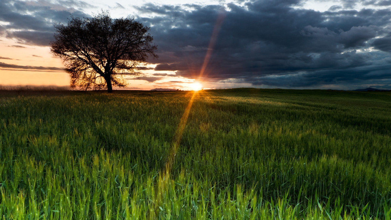 Grüne Wiese Bei Sonnenuntergang. Wallpaper in 1280x720 Resolution