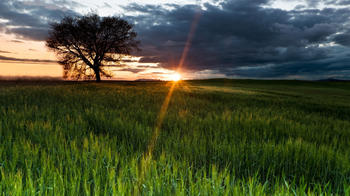 Grüne Wiese Bei Sonnenuntergang. Wallpaper in 1366x768 Resolution