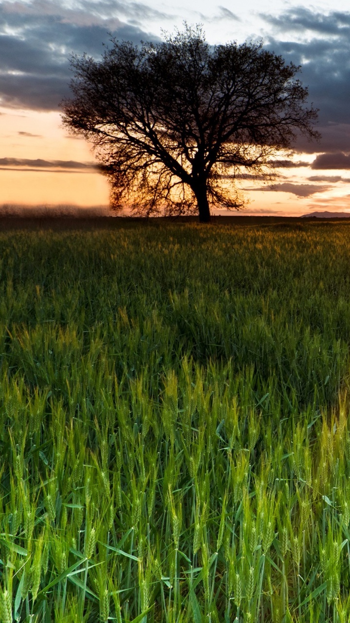 Grüne Wiese Bei Sonnenuntergang. Wallpaper in 720x1280 Resolution