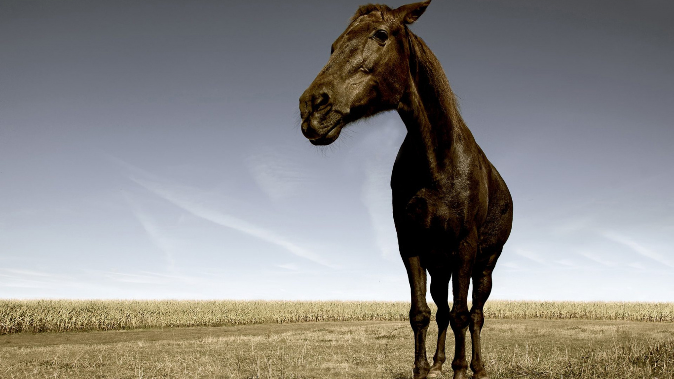 Caballo Marrón en Campo Marrón Durante el Día. Wallpaper in 1366x768 Resolution