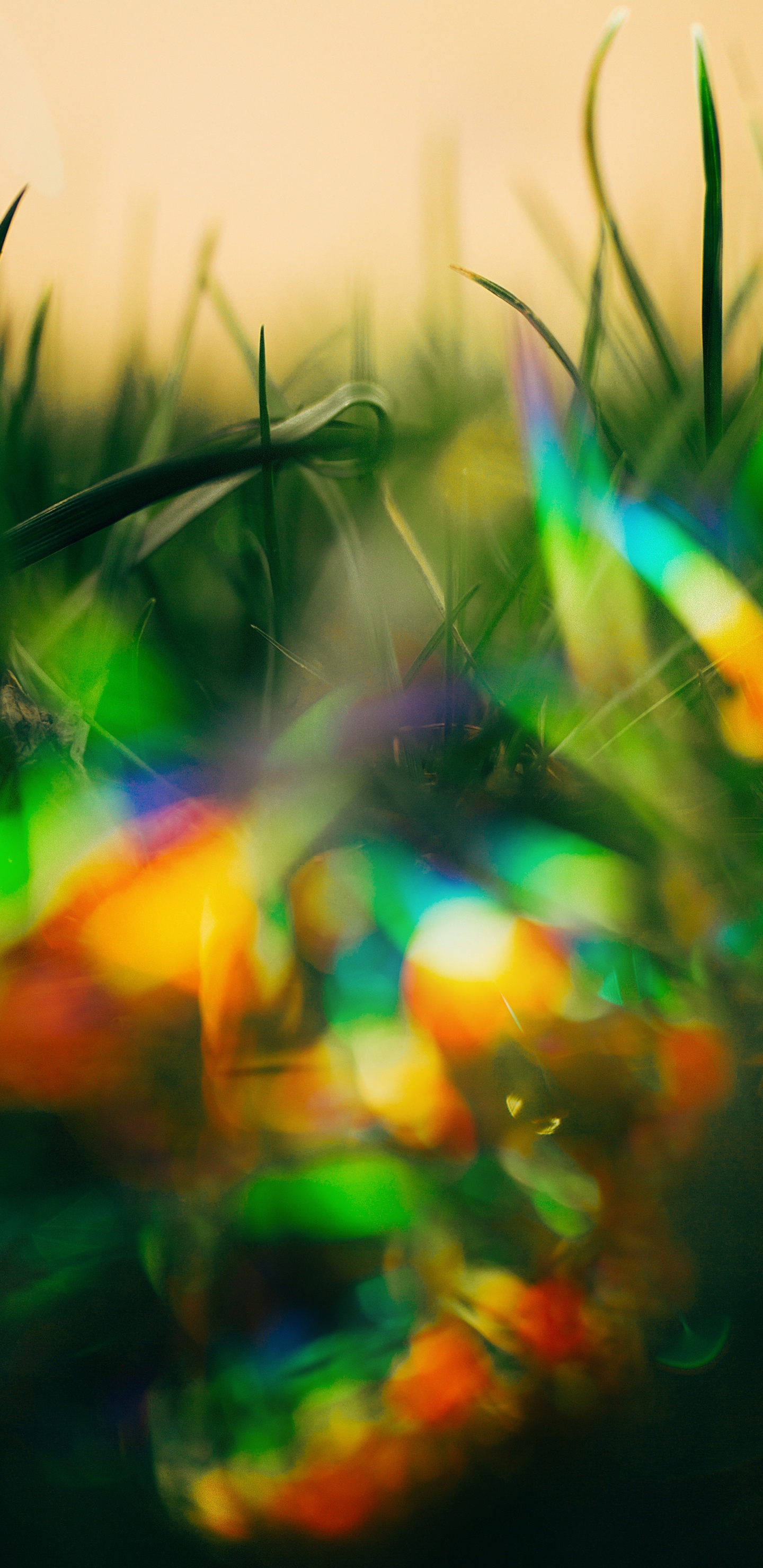 Bokeh, Gr, Licht, Farbigkeit, Blatt. Wallpaper in 1440x2960 Resolution