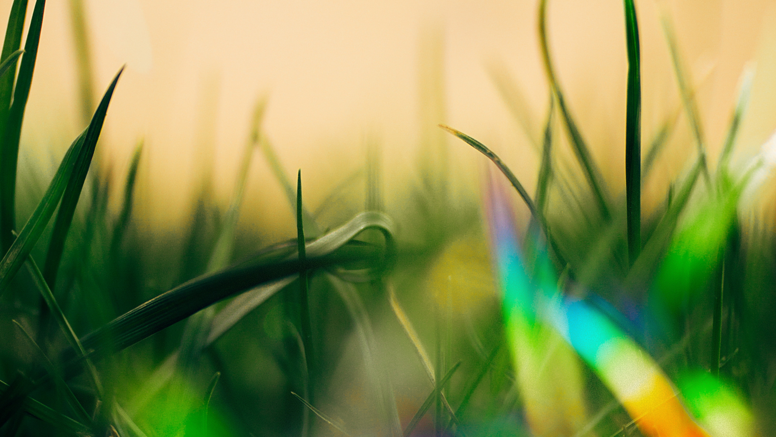 绿色的, 光, 色彩 壁纸 2560x1440 允许