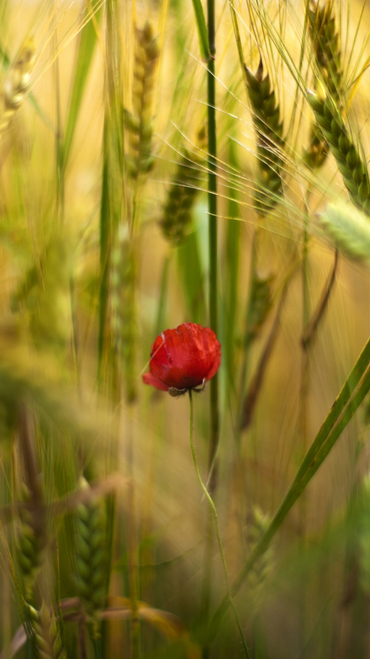 Fleur Rouge Dans le Champ de Blé Vert. Wallpaper in 750x1334 Resolution