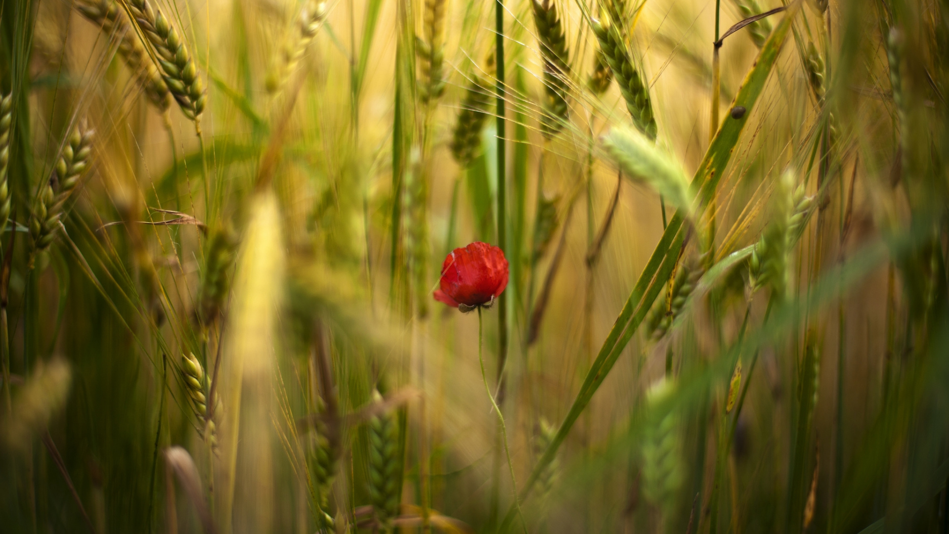 Rote Blume im Grünen Weizenfeld. Wallpaper in 1920x1080 Resolution