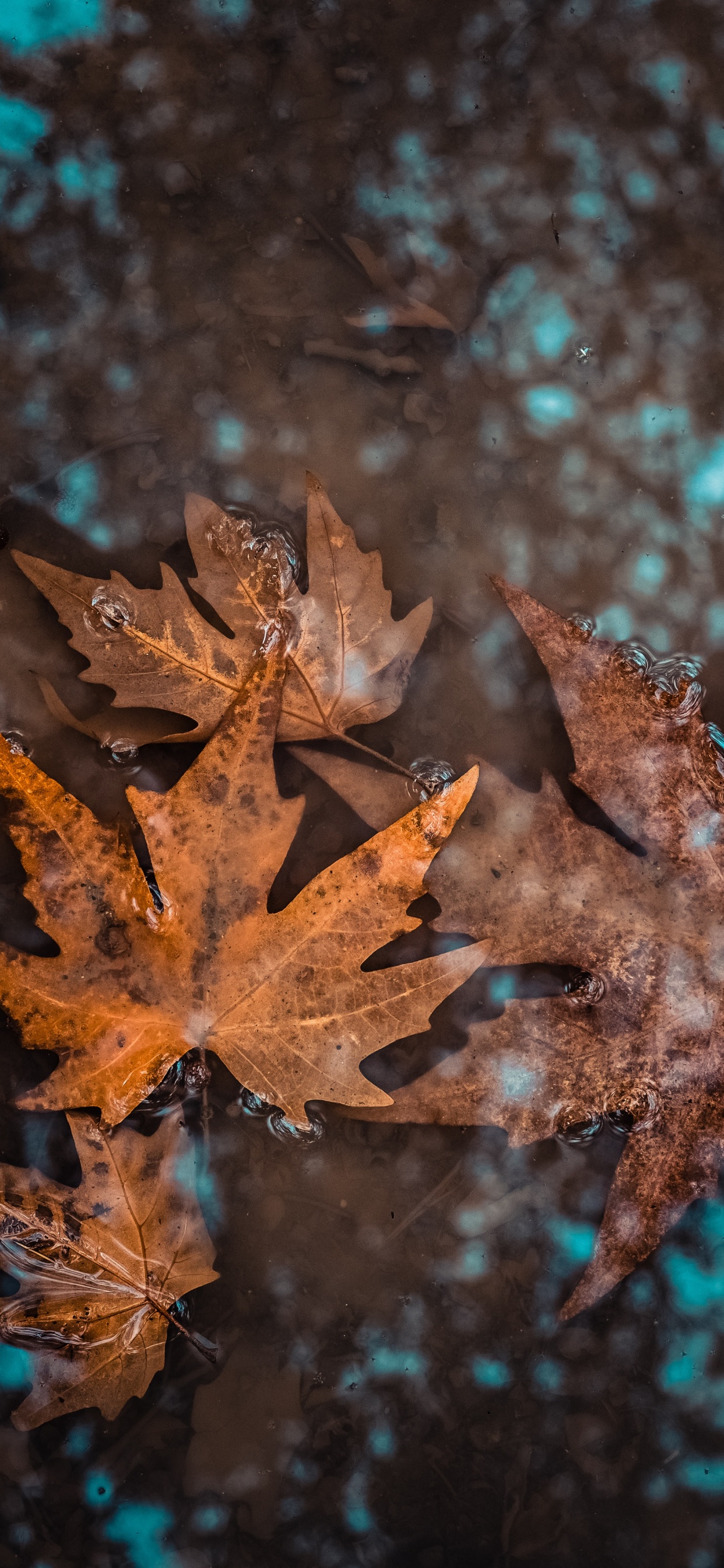 Pflanzen, Herbst, Flugzeug, Blatt, Maple Leaf. Wallpaper in 1242x2688 Resolution