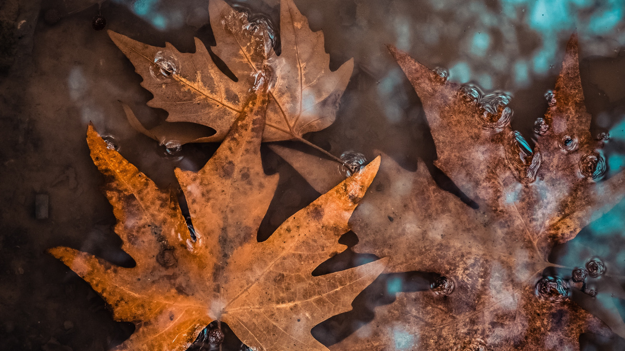 Pflanzen, Herbst, Flugzeug, Blatt, Maple Leaf. Wallpaper in 1280x720 Resolution